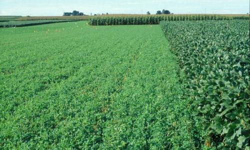 Crop rotation test fields at Iowa State University's Marsden Farm